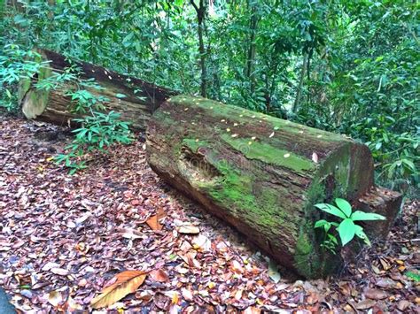 Son of wong tet chong, benedict and goon swee loon, mary. 153 Bukit Timah Nature Reserve Singapore Photos - Free & Royalty-Free Stock Photos from Dreamstime