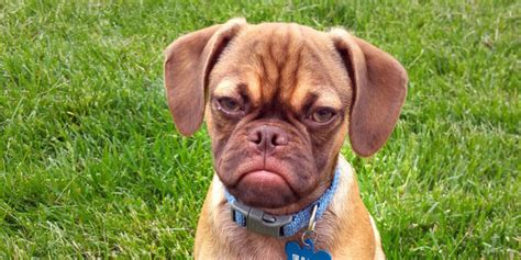 Earl The Grumpy Puppy Is An Angry Puggle With A Heart Of
