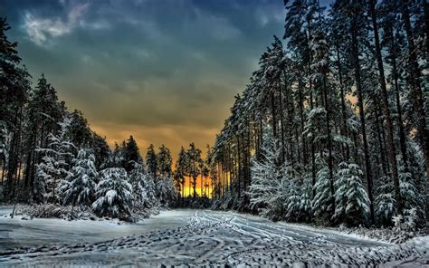 Canada Ontario Forest Winter Wallpaper Nature And Landscape