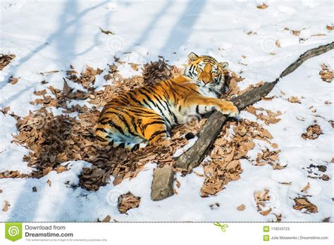 Big Tiger In The Snow The Beautiful Wild Striped Cat In Open Woods