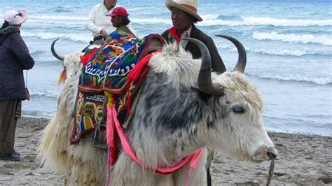 Domestic Yak Native