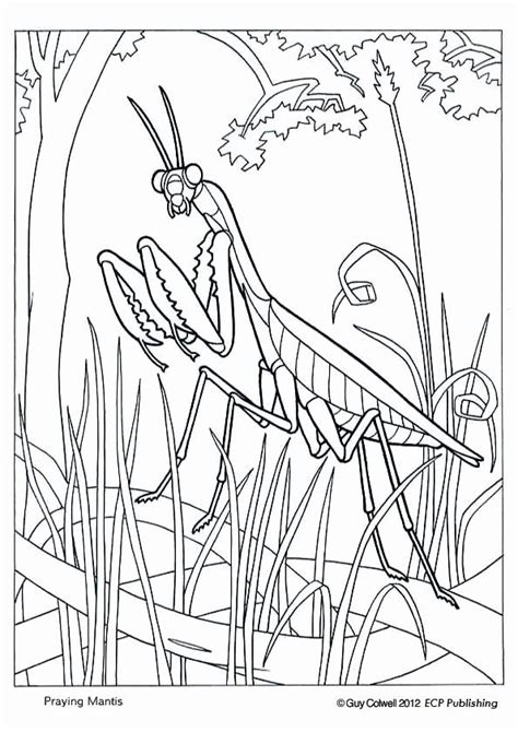 You might also be interested in coloring pages from praying mantis category. 32 Praying Mantis Coloring Page in 2020 (With images ...