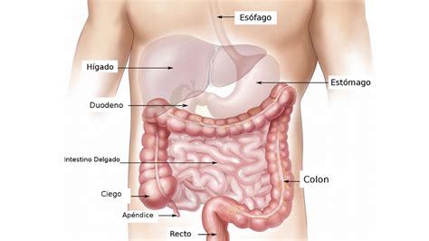 El Sistema Digestivo Anatom A Partes Y Funcionamiento My Xxx Hot Girl