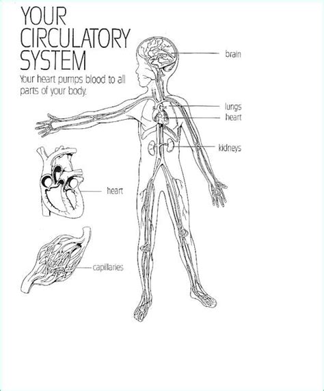Circulatory System Clipart Coloring Home The Best Porn Website