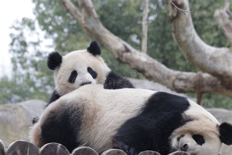 Mother Panda And Her Cub In Shanghai China Stock Photo Image Of High