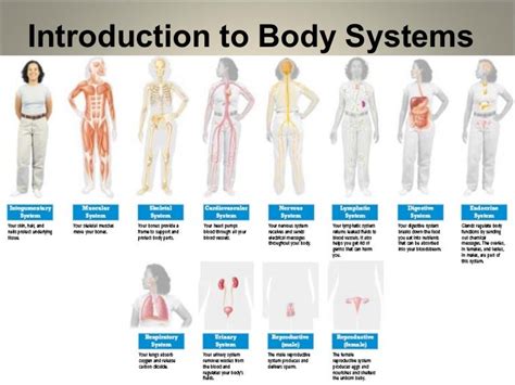 Introduction To Human Body Systems
