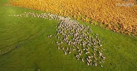 Aerial Footage Of Sheep Herding In New Zealand Is Mesmerizing Madly Odd