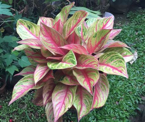 Postingan ini menyajikan 8 cara merawat aglaonema agar tetap indah dan menawan. 28+ Gambar Bunga Aglaonema Merah - Galeri Bunga HD