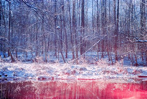Cold Snow Covered Forest Behind A Warm Red River Of Water By Stocksy