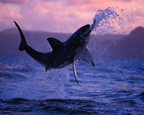 Shark Breaching Wallpapers Top Free Shark Breaching Backgrounds