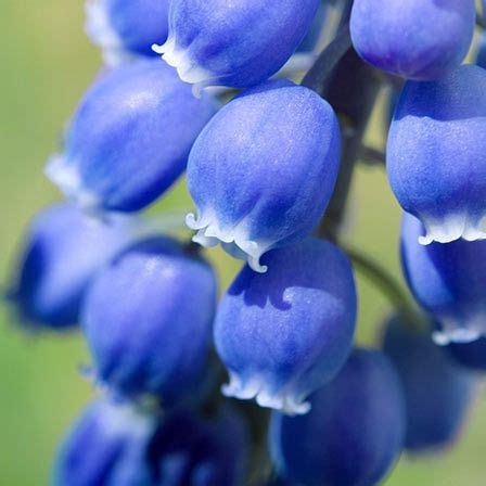 25 Most Beautiful Blue Flowers Blue Bell Flowers Blue Lotus Flower