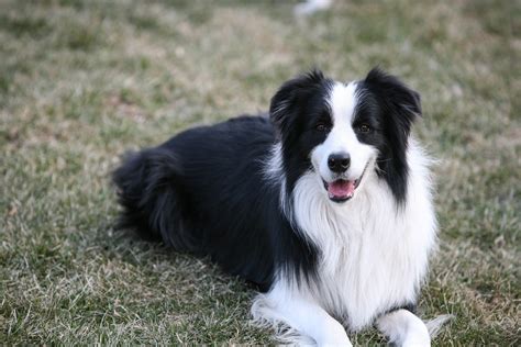Border Collie Dog Breed Info Pictures Traits Care Guide And More