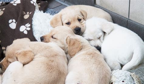 Why Do Puppies Huddled Together