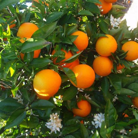 Oranger Vente Citrus Sinensis Orange Douce