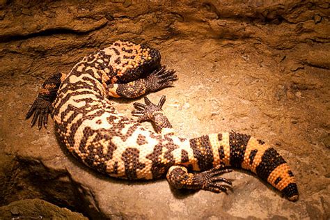 Gila monster description, behavior, feeding, reproduction, gila monster threats and more. Royalty Free Gila Monster Pictures, Images and Stock ...
