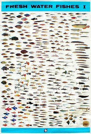 Freshwater Aquarium Fish Chart Aq fw fishes i