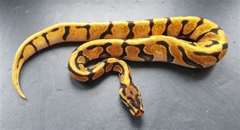 Orange Dream Ball Python Morph Facts Appearance And Care Guide With Pictures Shop With The