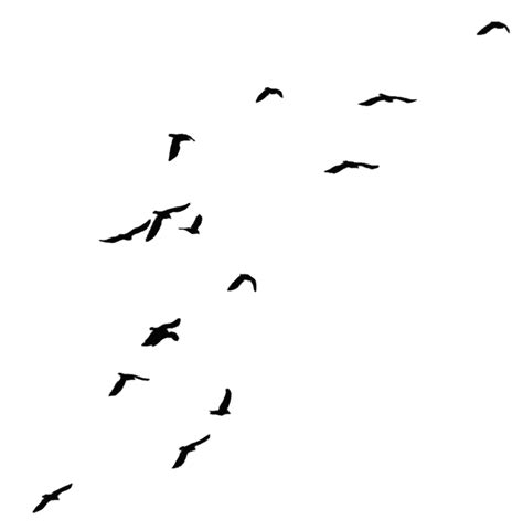 Flying Crow Png Black And White Transparent Flying Crow Black And White