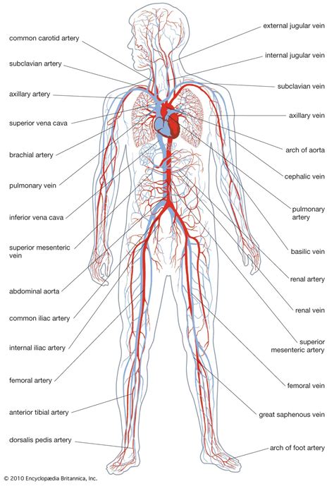 Major Parts Of Circulatory System