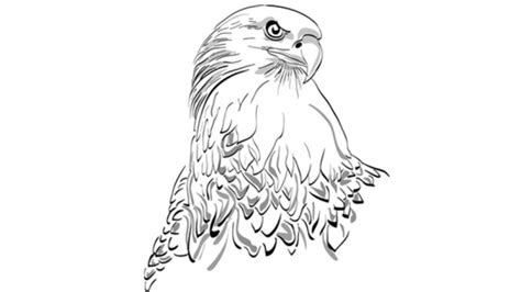 Sketsa Gambar Burung Garuda Cumi Darat Koleksi