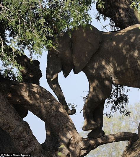 The Elephant That Climbed Up A Trunk Pachyderm Manages To Balance On