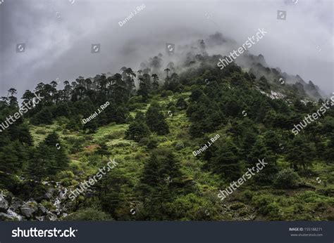 Tawang Arunachal Pradesh India Mountain Pine Stock Photo 155188271