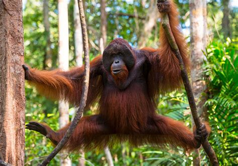 Contoh Tanda Tangan 3 Orangutans 1 Imagesee