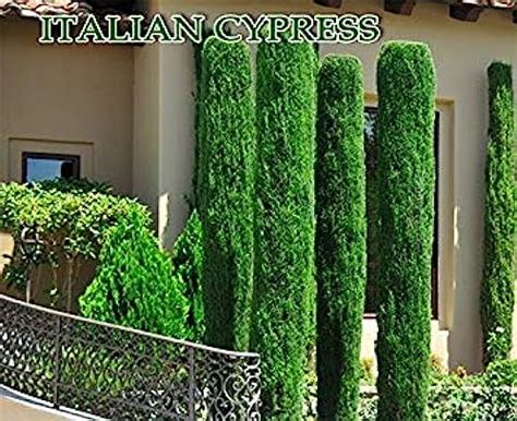Italian Cypress Cupressus Sempervirens 25 Seedstuscan Or Graveyard