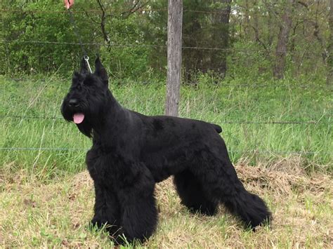Giant Schnauzer Puppies For Sale Harrisonville Mo 214719