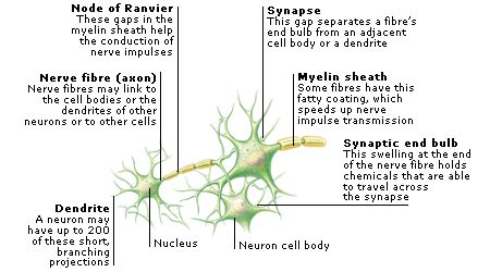 Maybe you would like to learn more about one of these? Year 10 applied science: Inside the human body - Focus ...