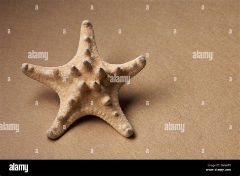 Starfish Skeleton Hi Res Stock Photography And Images Alamy