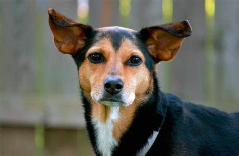 Mini Pinscher Terrier Mix Anything Terrier