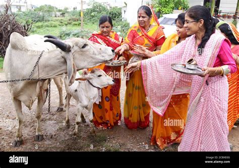 Cow Slaughter India Hi Res Stock Photography And Images Alamy