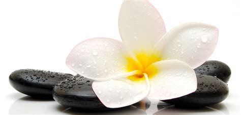 Plumeria Massage Oil Bath And Body Oil Alohatherapy