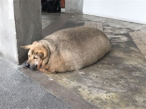 Big dog bopper the whopper is 'too fat for a kennel'. Funny Fat Dog Pics