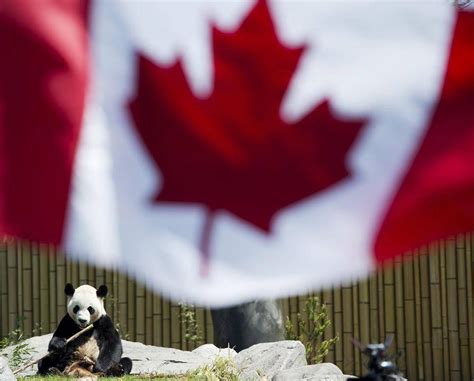 In Pictures Giant Pandas Make Their Debut At Toronto Zoo The Globe