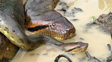 Giant Yellow Anaconda Snake Youtube