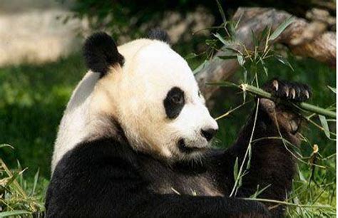 Inedit Doi Pui De Urs Panda Gigant S Au Născut La Grădina Zoologică