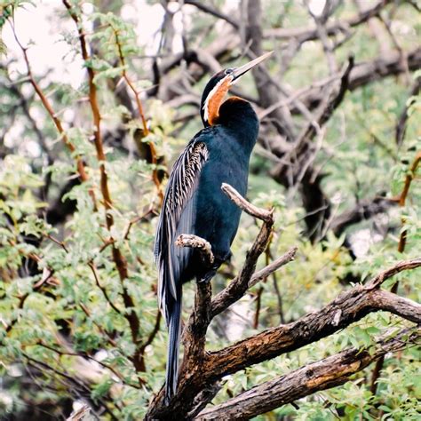 A Male African Darter Perches On A Branch Near The River Vie