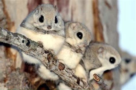 Flying Squirrel 7 Fun Animals To Have Lifestyle