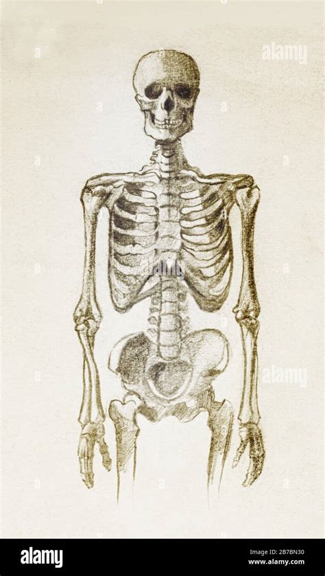 Human Skeleton Drawing By Hand With A Simple Pencil Stock Photo Alamy