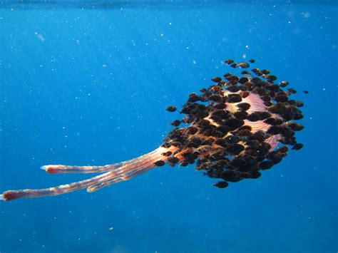 Seaquest Rafting Hawaii Pelagic Jellyfish