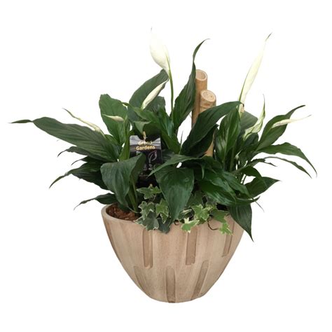 Cream Peace Lily Planter Canadiana Flowers