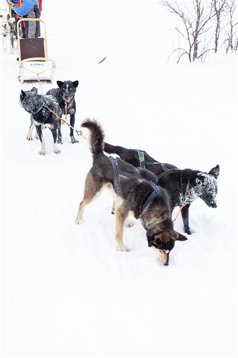 Arctic Sled Dogs 02 Photograph By Richard Nixon Pixels