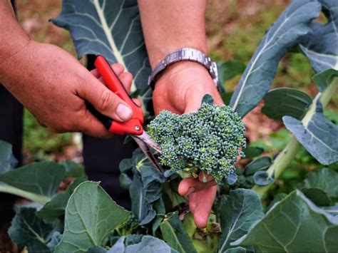 How To Harvest Broccolini Step By Step Process