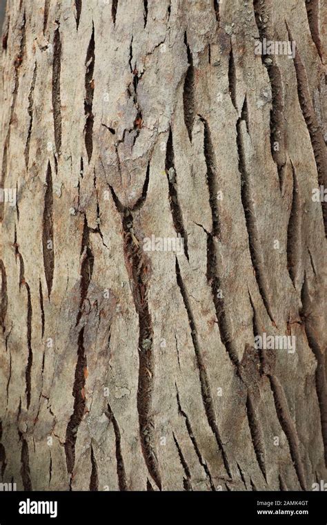 Brown Bark Of A Tree Dry Tree Bark Texture Background Stock Photo Alamy
