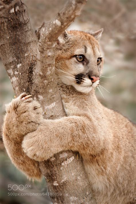 A Cougar In Minnesota Usa Photographed By Laurie Hernandez Rpics