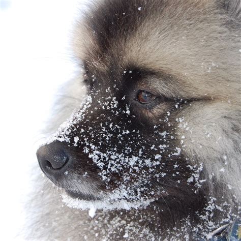 Dog Fluffy In Snow Free Image Download