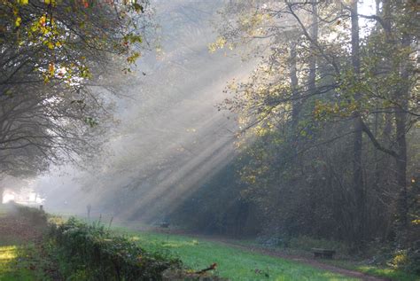 Free Images Tree Nature Forest Fog Mist Sunlight Morning Leaf