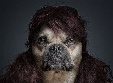 Funny Portraits Of Dogs Dressed Like Humans
